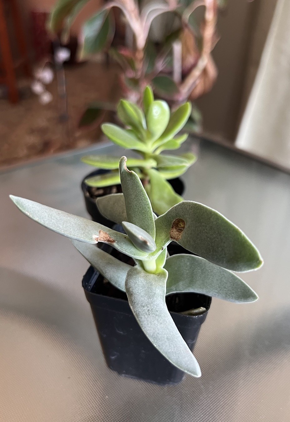 Crassula falcata ‘Propeller Plant’/Crassula Money Maker Succulent Live Rooted 2”