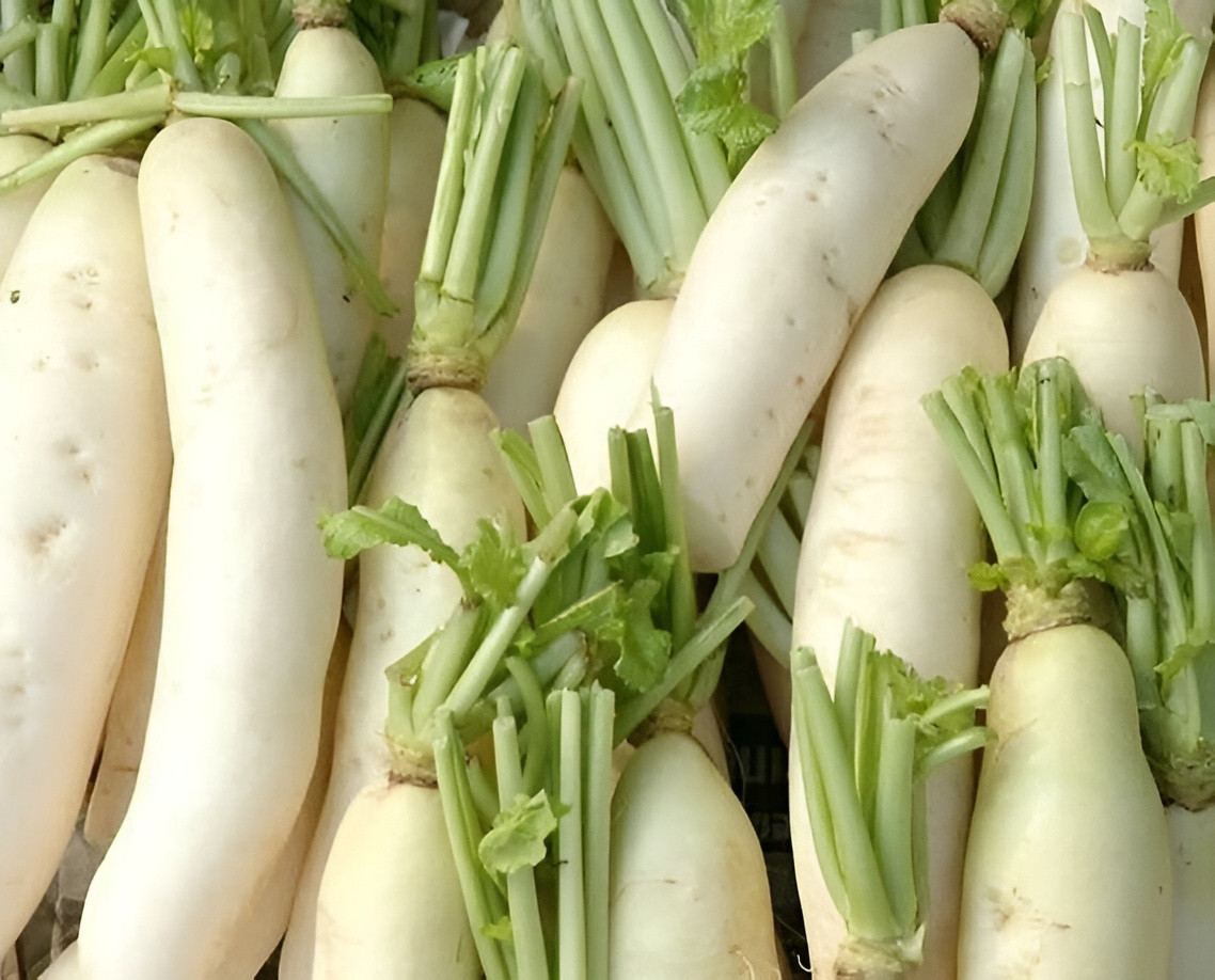 350 Heirloom Daikon Minowase Radish Seeds – Super Fast Growing! Organic NonGMO