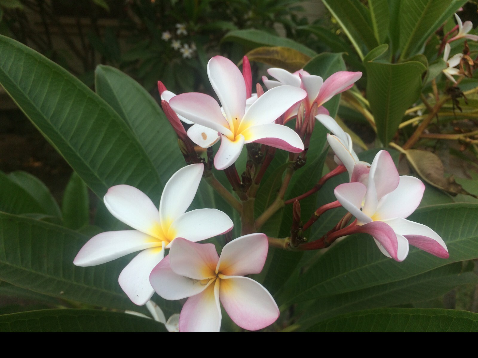 Plumeria Cuttings 10″-11″ Frangipani ~ BUY 2 GET 1 FREE !