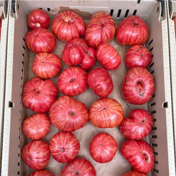 45 Organic Non-Gmo Red Zebra Tomato Seeds- Seeds Of Tomorrow