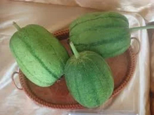 25 Taiwan APPLE LUFFA Hybrid Seeds 蘋果絲瓜 Very Sweet Can Be Eaten Raw. 2025 Seeds.