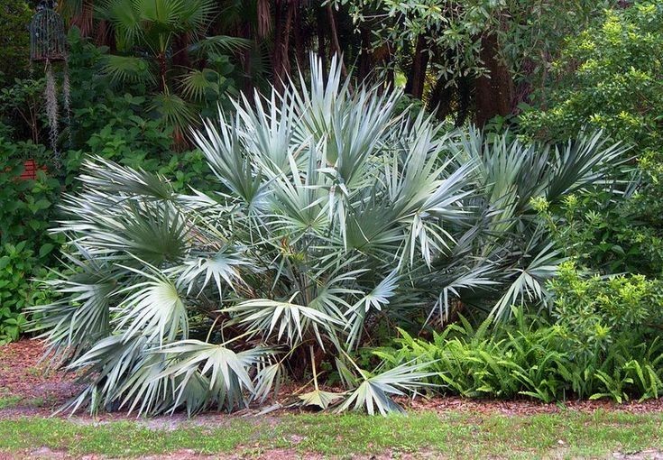10 Silver Bismarck Palm Seeds Bismarckia nobilis Blue Fan Palm