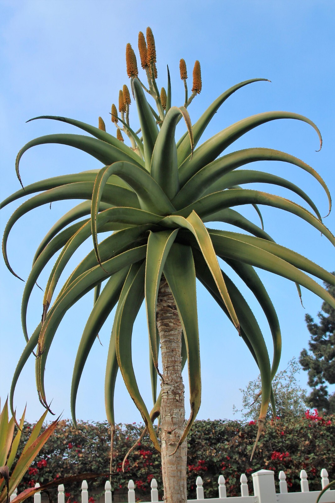 ALOE THRASKII SEEDS – Single stem tree aloe – 10 seeds – RARE!