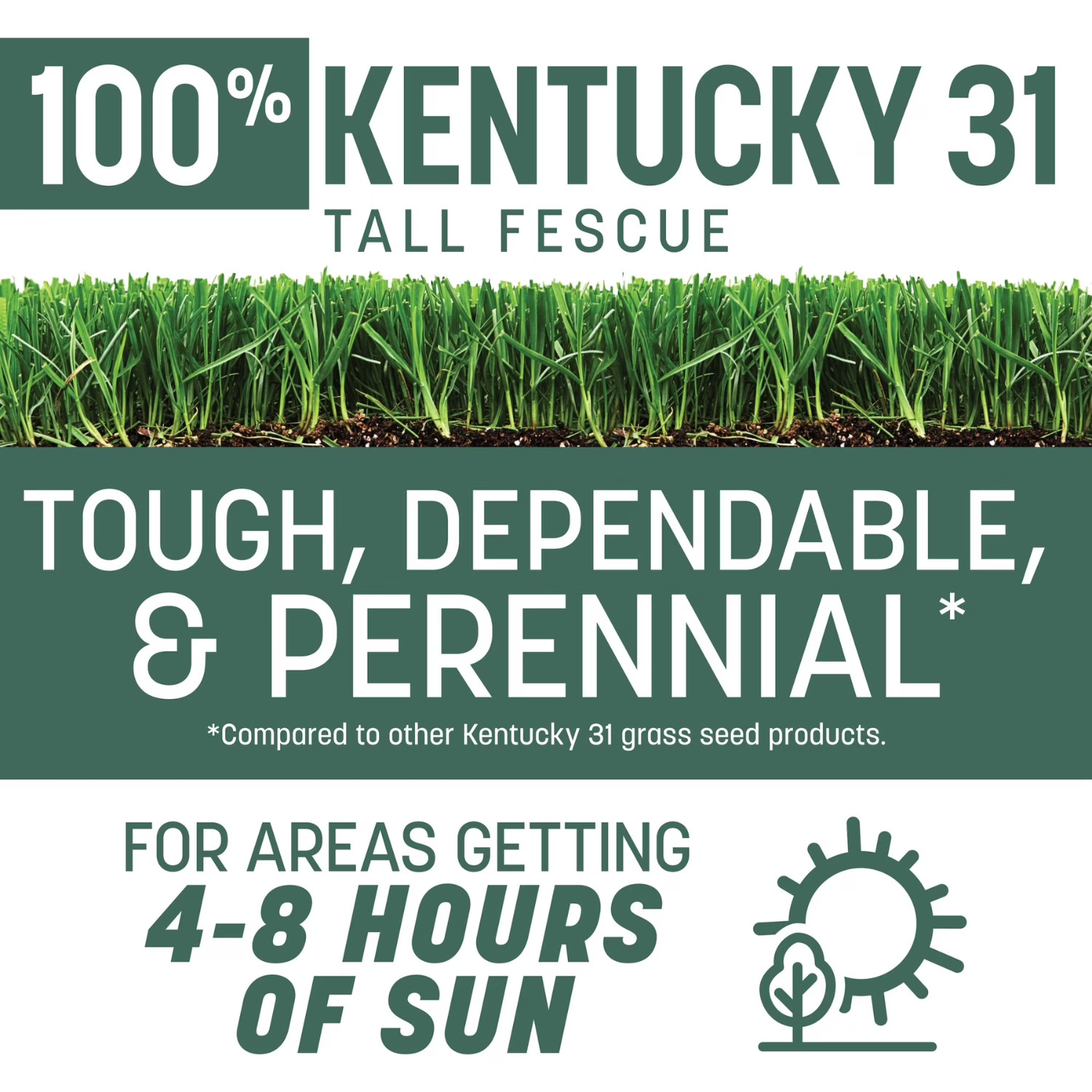 Pennington Kentucky 31 Tall Fescue Grass Seeds for Lawn, Sun to Partial Shade