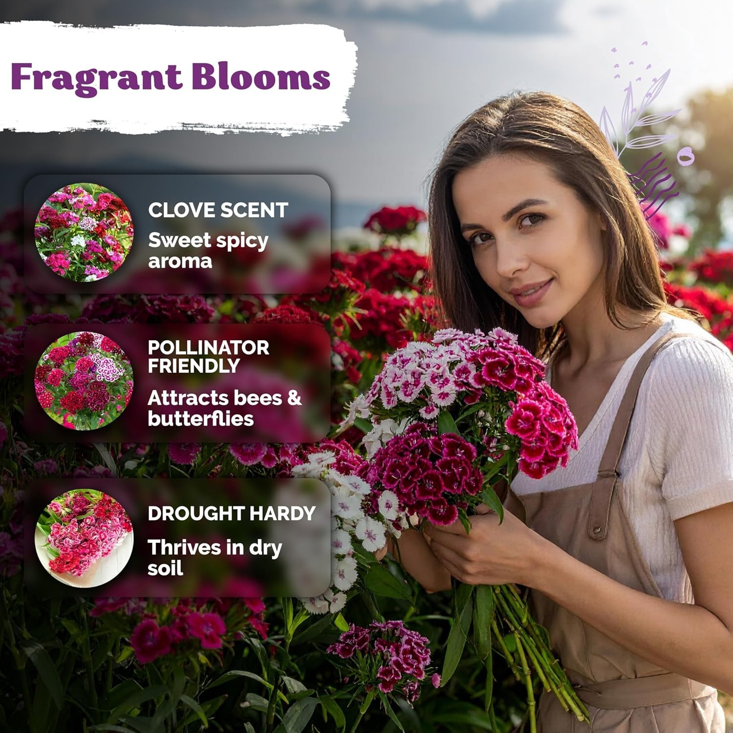 Versatile 5000 Count Sweet William Seeds – Low Maintenance & Resilient Flowers