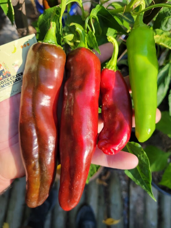 NuMex BIG JIM Pepper Seeds Hatch Chili Large 10-12″+ Rich Sweet Flavor Unique