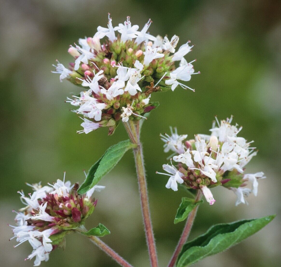 200 Organic Greek Oregano Seeds | NON-GMO | Heirloom | FREE SHIPPING