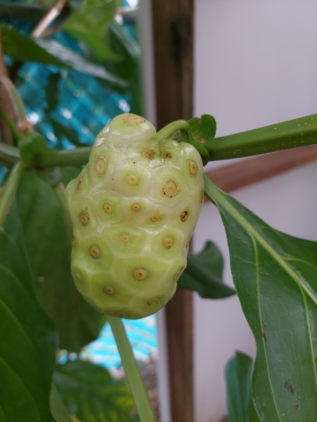 Noni Fruit Tree Seedling 10″+ Organic From Puerto Rico
