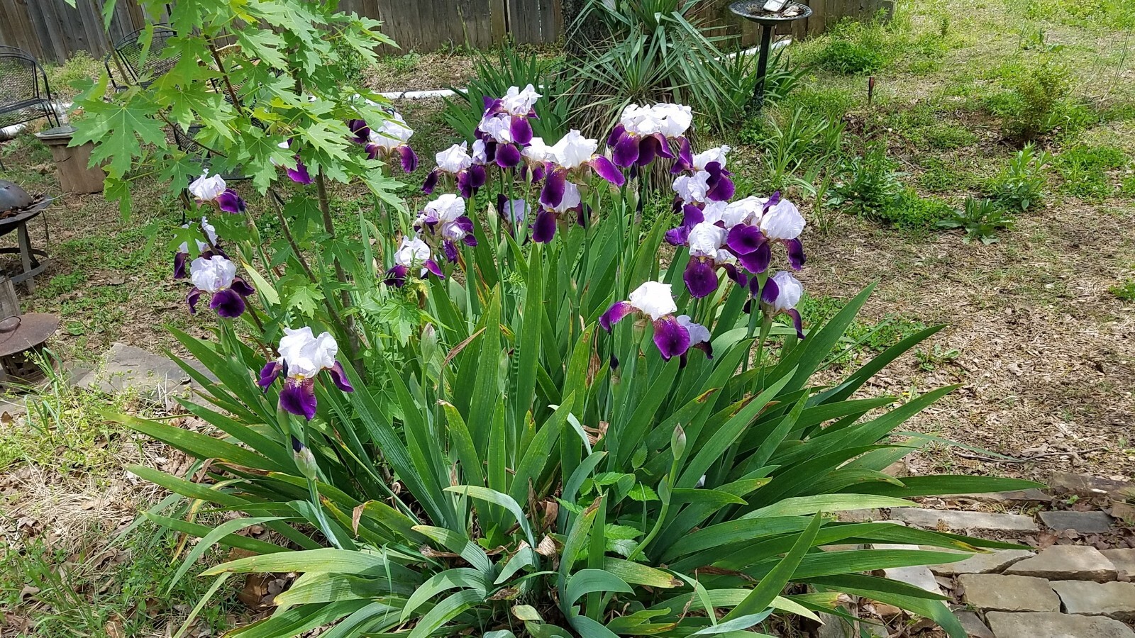 6x FRESH MIXED VARIETIES/COLORS BEARDED IRIS Bulbs/Rhizomes FRESH