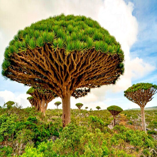 10 Dragon’s Blood Tree Seeds (Dracaena draco) Exotic Canary Island Palm Bonsai