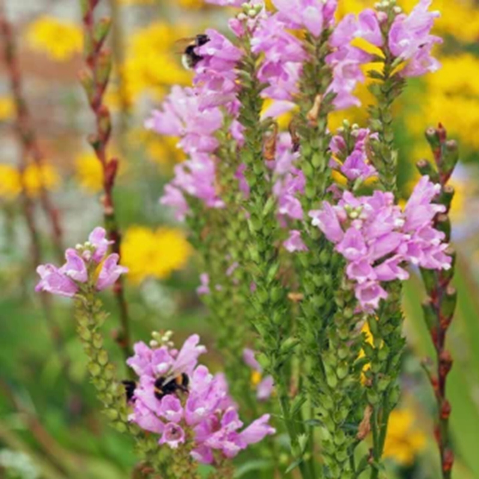 Obedient Plant {Physostegia virginiana} Pre-Stratified 25+ seeds Free Shipping