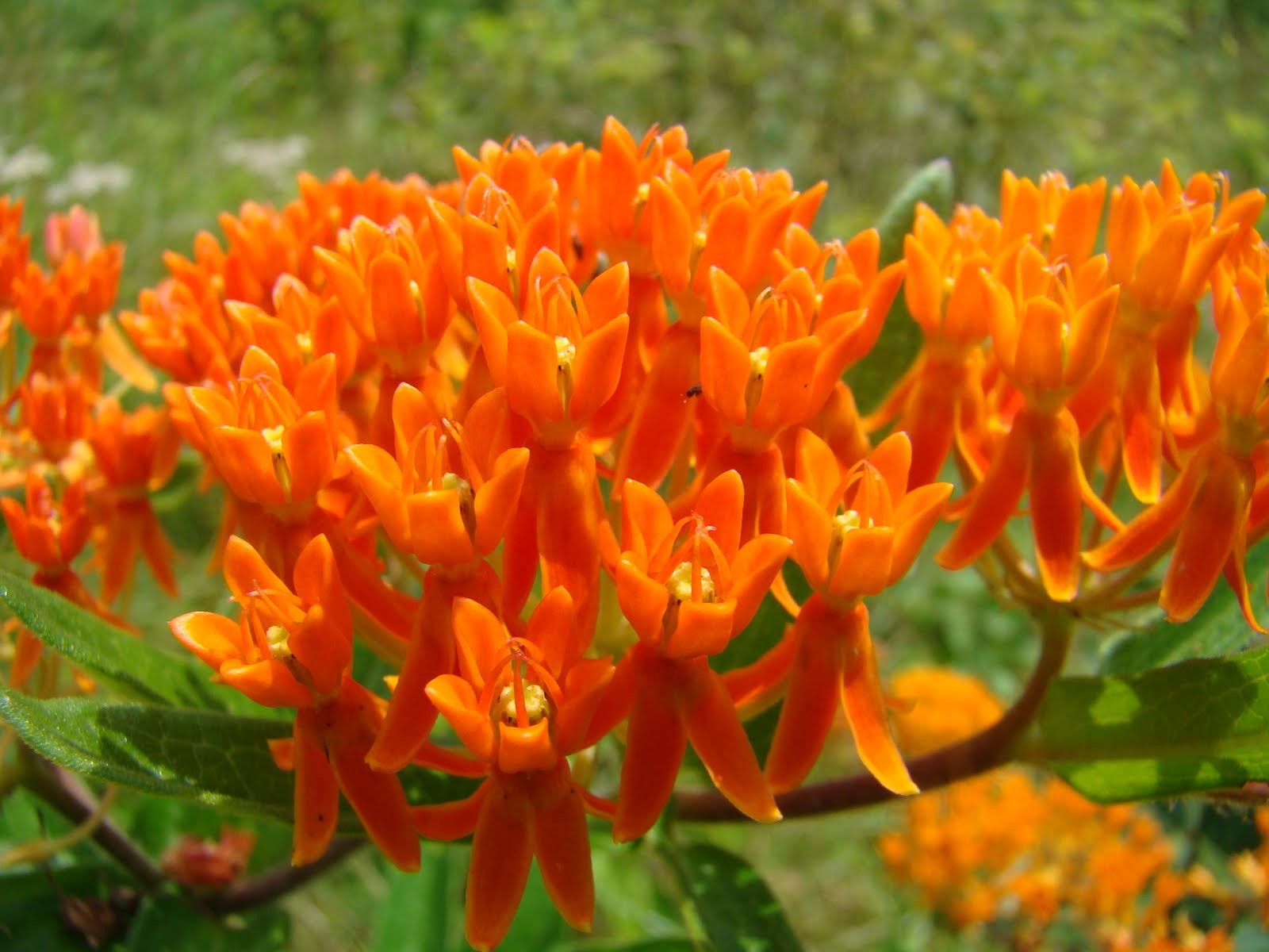 Milkweed, Butterfly (Asclepias tuberosa). 50 Seeds. Free Shipping!