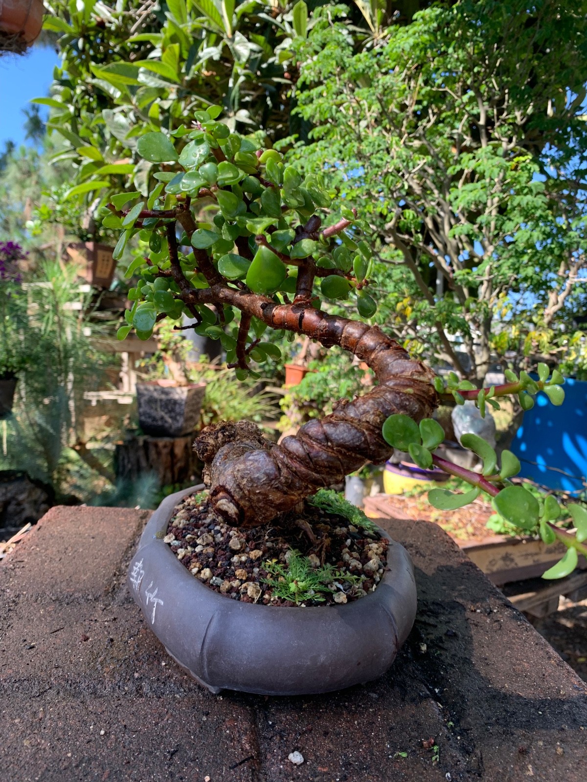 Beautiful Portulacaria Afra Bonsai Tree