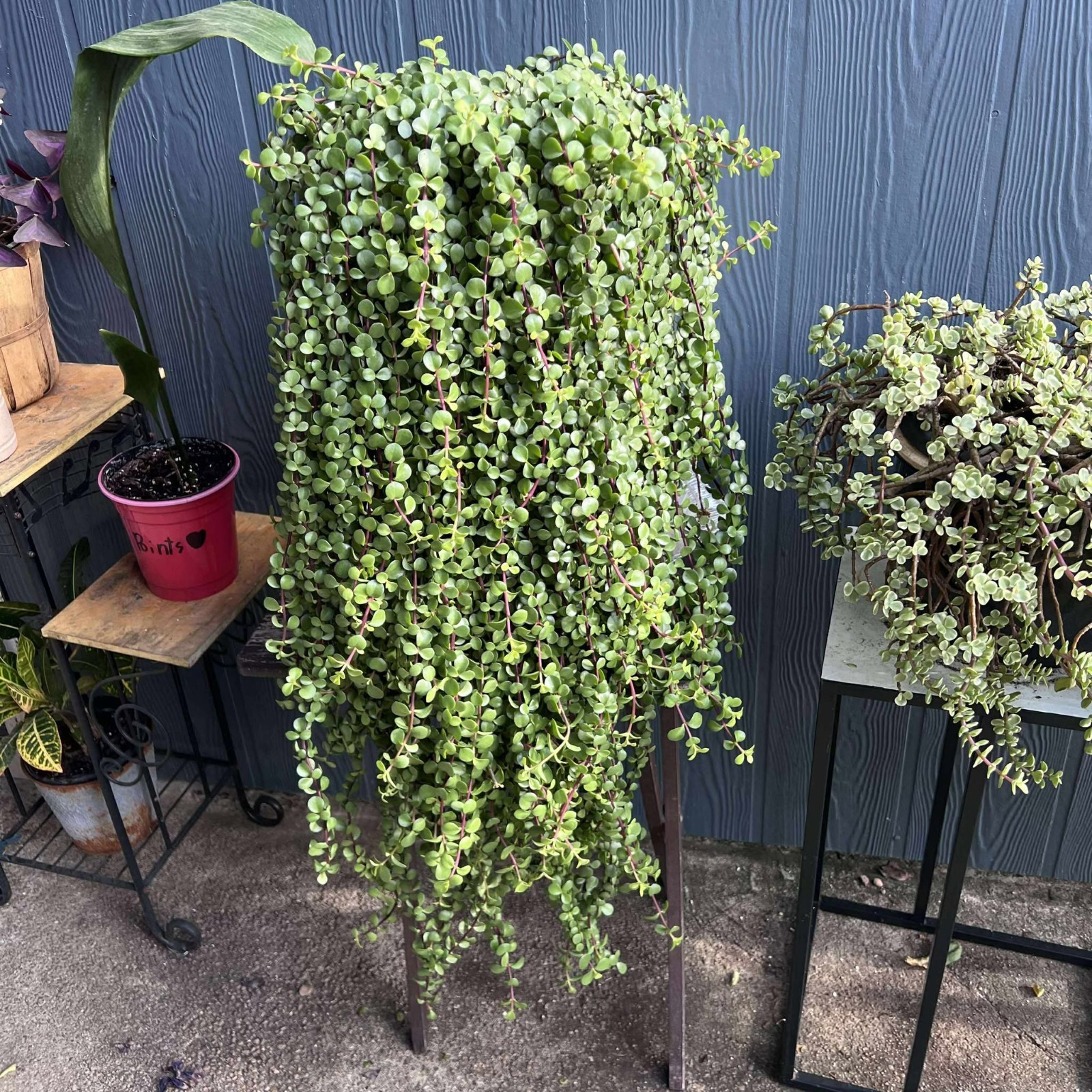 Plant Bundle 10 Rare Houseplants Pothos Monstera Succulent Cuttings Mystery Box