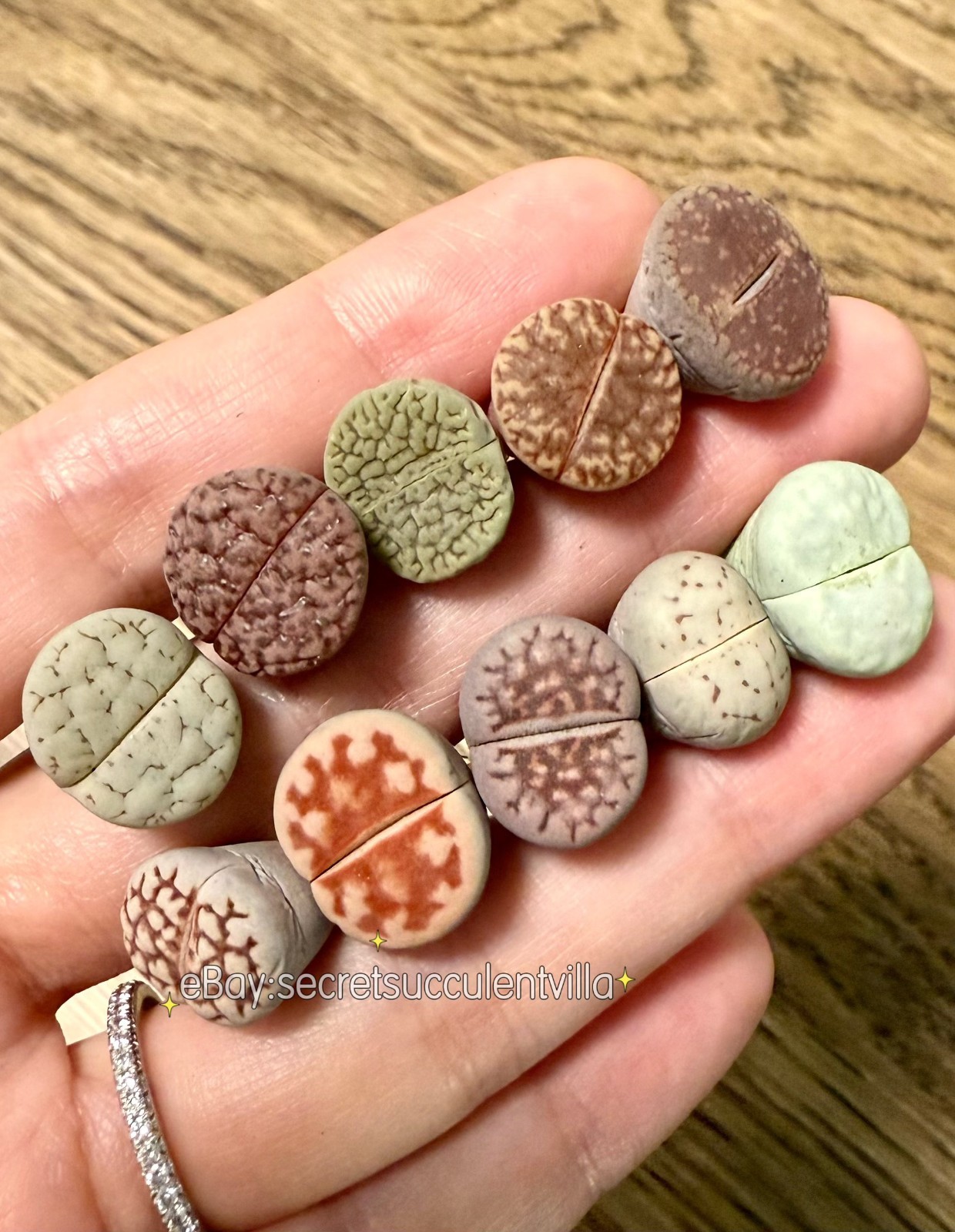 10 Assorted 0.5″ Lithops (Living Stones) — 2-Year-Old Healthy Succulent Mix
