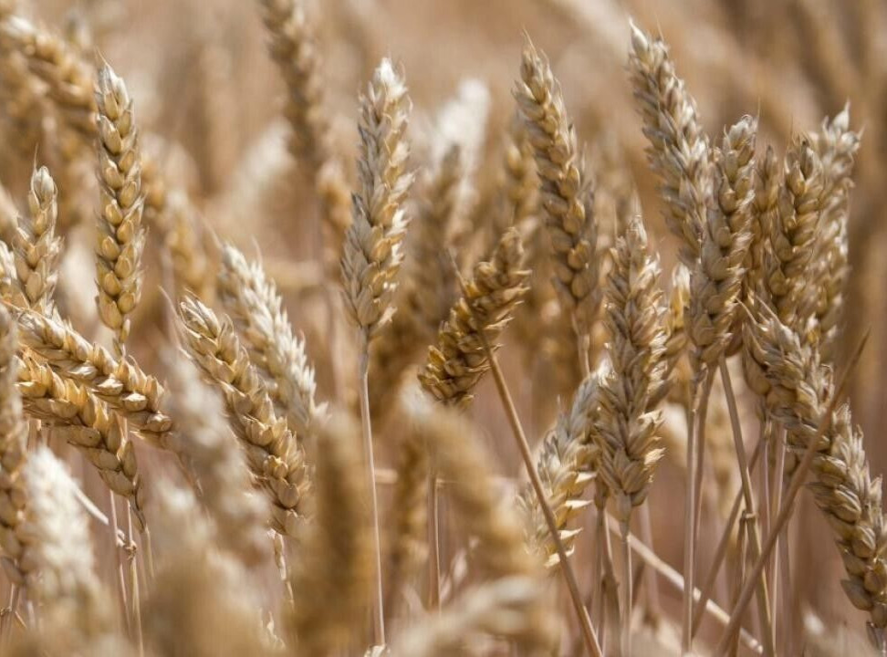 EINKORN WHEAT SEEDS, 300 Seeds, Triticum monococcum, Ancient Grain, Organic,