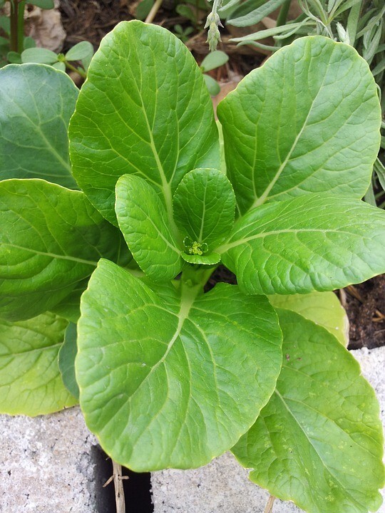 1000 Shorisha Shak | Mustard Green | Mustard Spinach Seeds