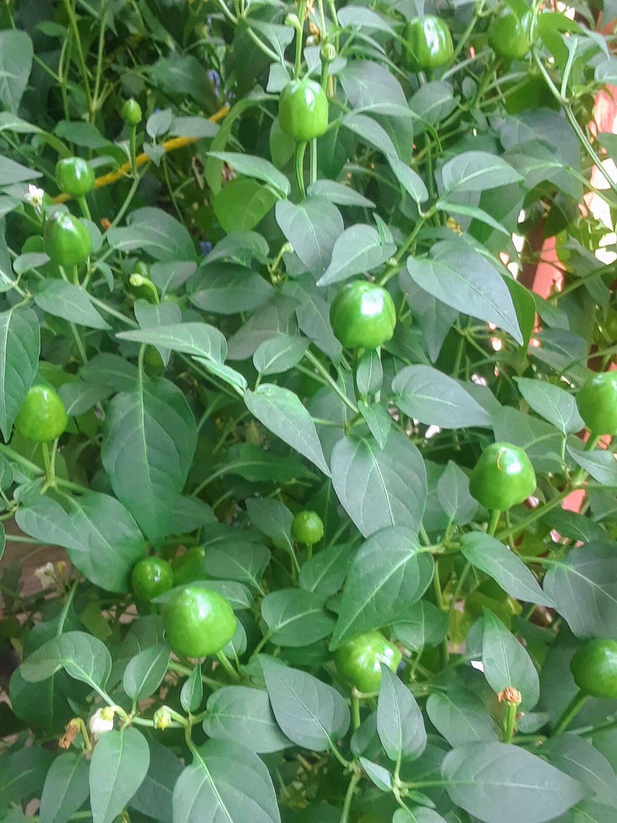 Pequin Pepper Seeds.Semillas de Chile Piquin 50+. Semillas de Chipilquitin 50+