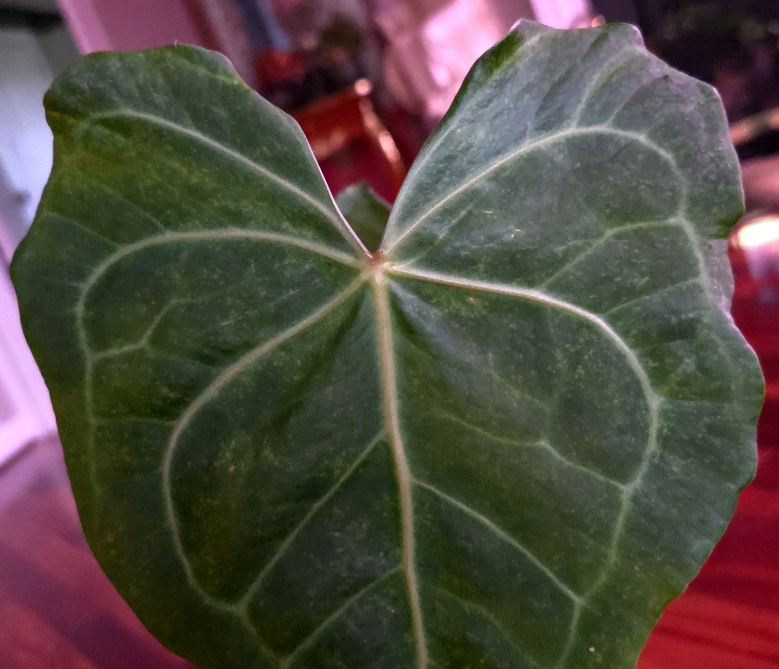 Rare Anthurium Clarinervium X Pedatoradiatum 20″ Tall Not Philodendron Monstera