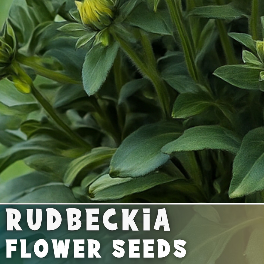 Moonlit Rudbeckia Seeds 125+ Seeds Annual Flower Seeds Garden