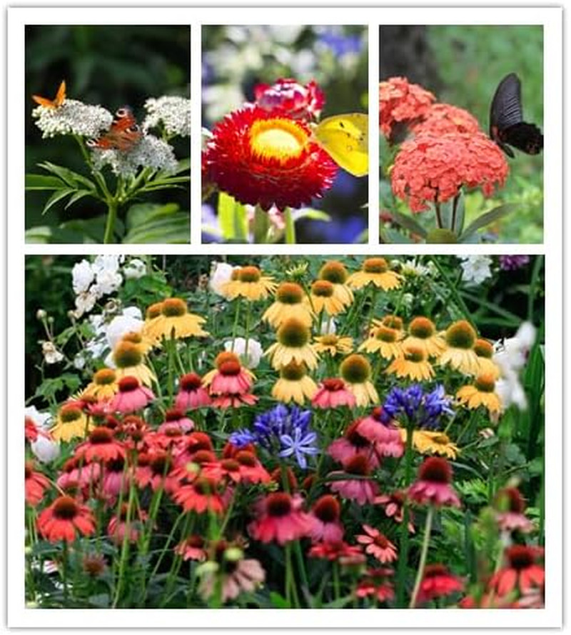 Wildflower Seeds, Perennial Annual Wild Flower Seeds Mixed for Planting (2 Ounce