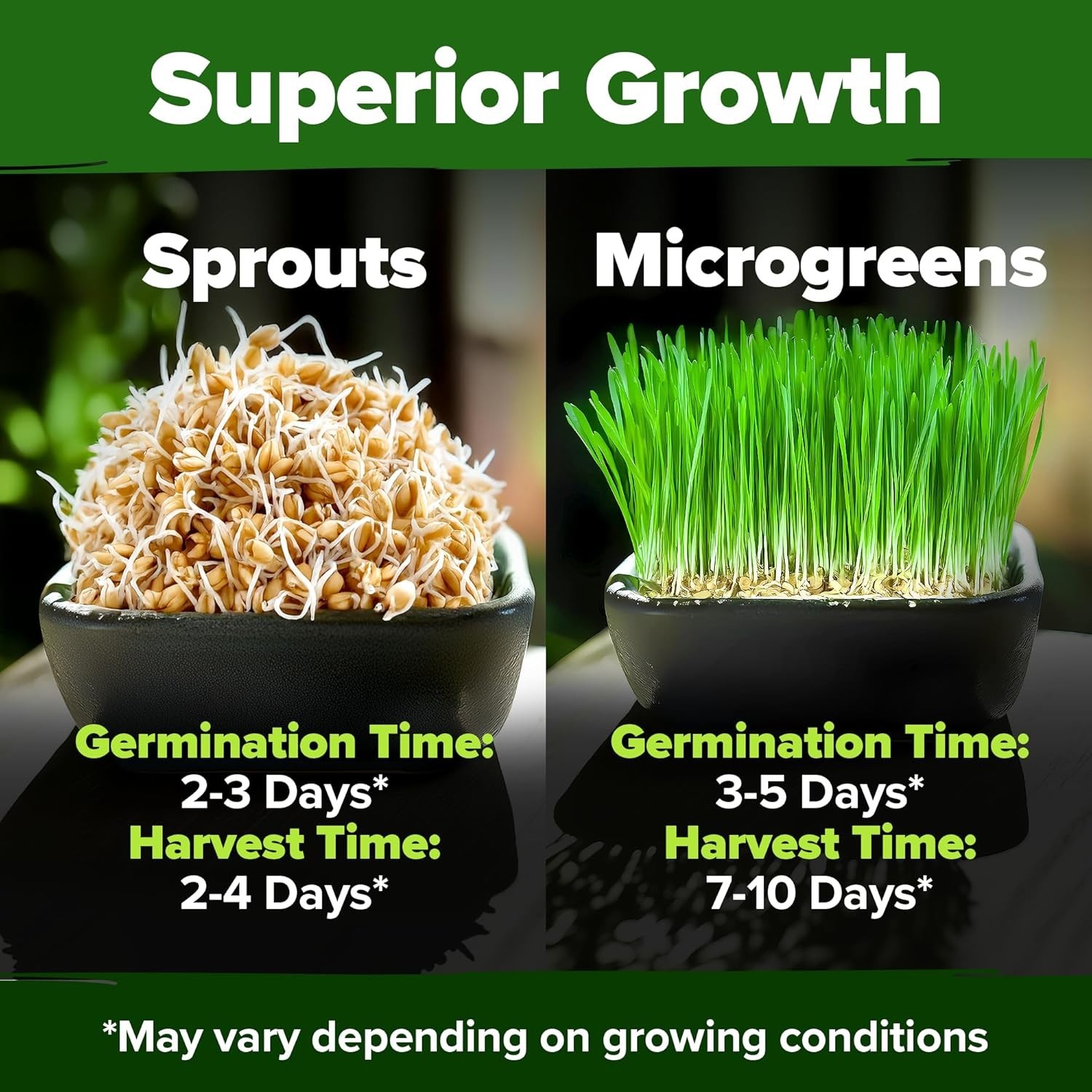 Wheatgrass Seeds Bulk 1.5 lb 12000+ Hard Red Sprouting seed kit