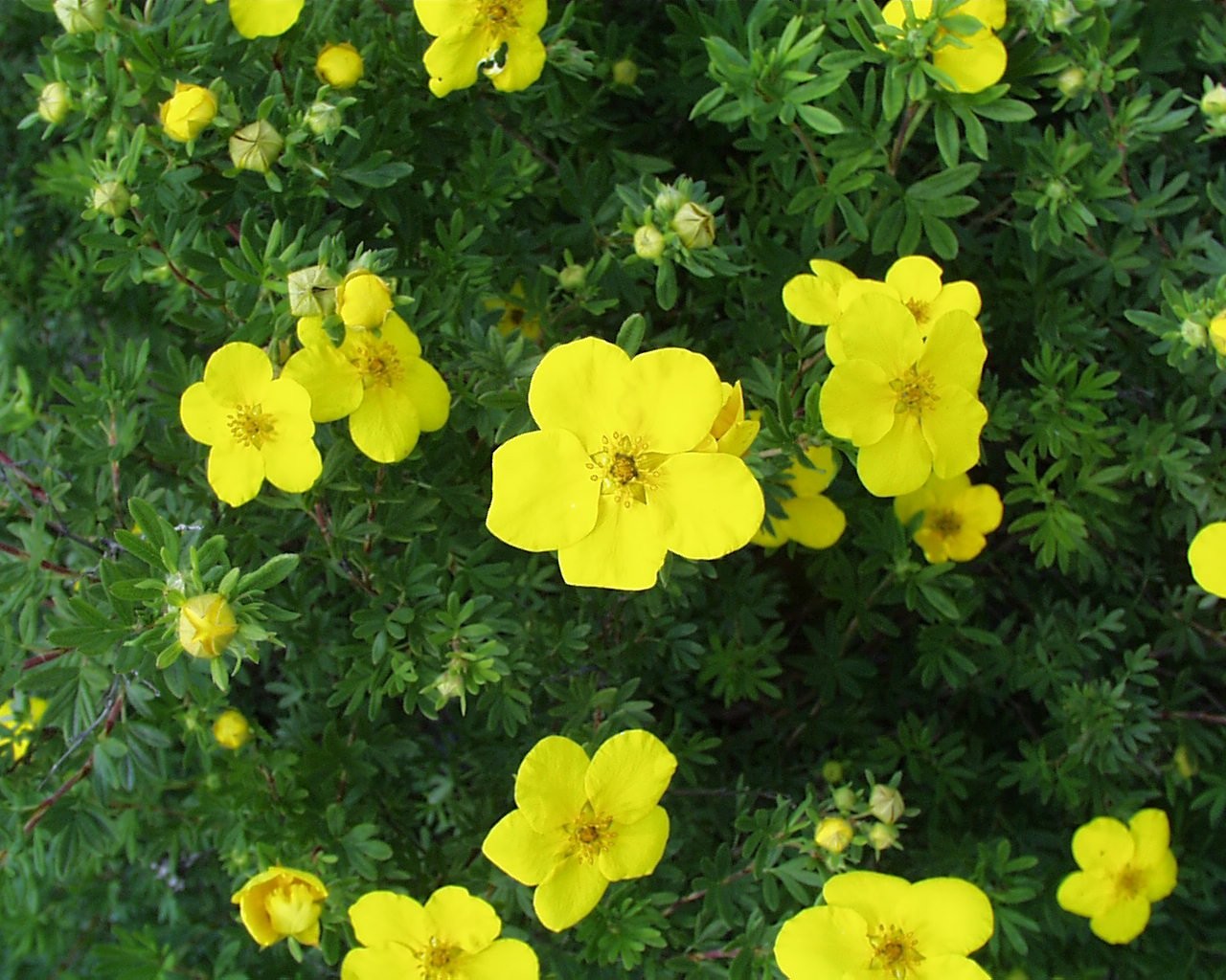 Green Promise Farms Potentilla Frut. Gold Finger Cinquefoil Shrub Bright Yellow