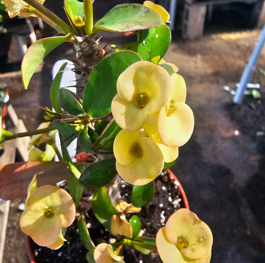 Yellow Crown of Thorns – Euphorbia milii Floral Yellow – Live Plant in 4″ Pot