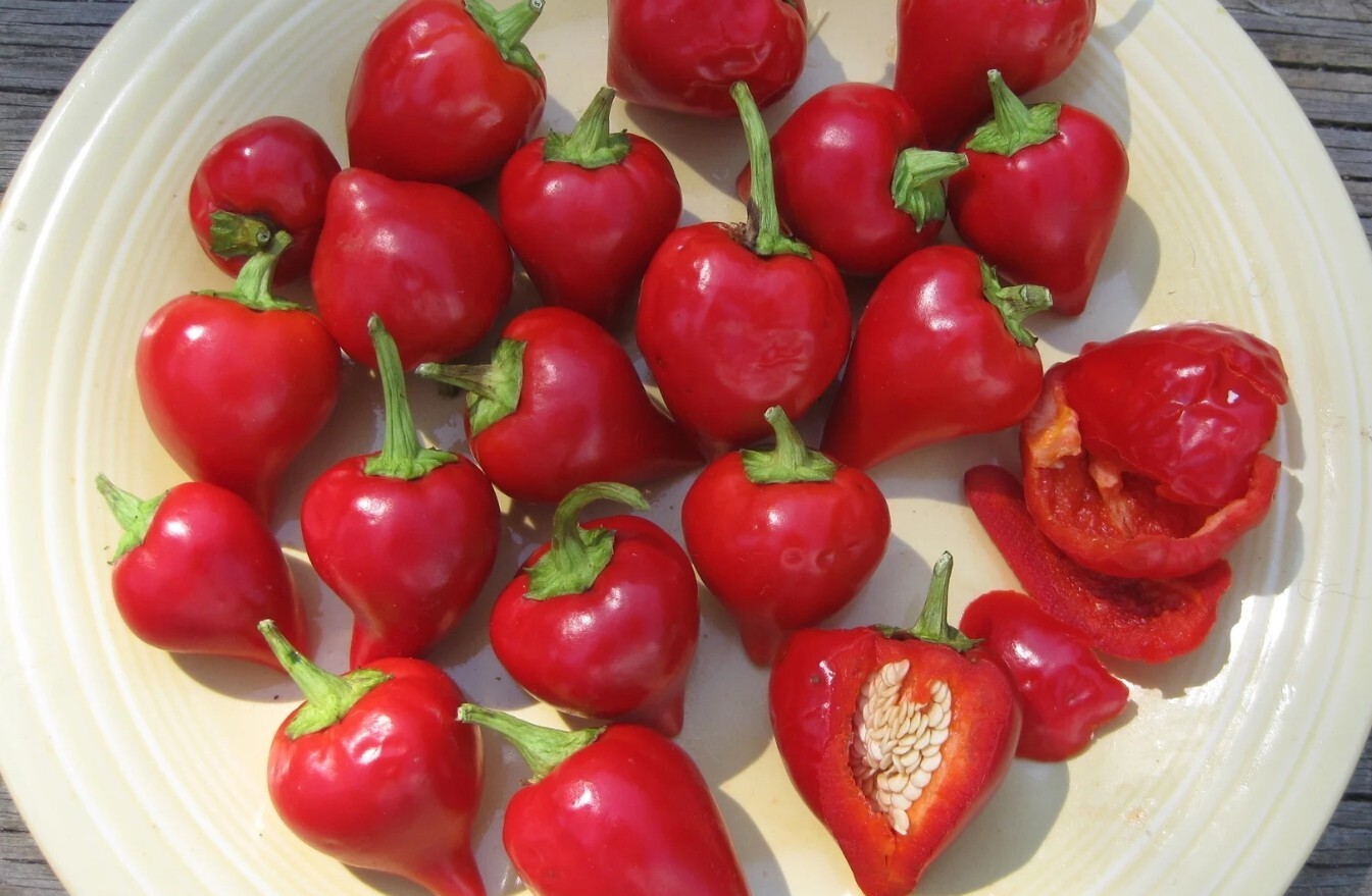 RARE✿ Macedonian Heirloom Kalugeritsa Hot Pepper 15+ Seeds ●Medium Heat