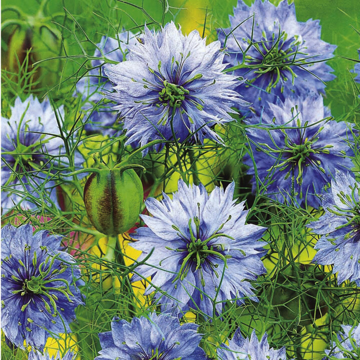 500+LOVE IN A MIST Flower Seeds Flowering Annual Cut Dried Flowers Container