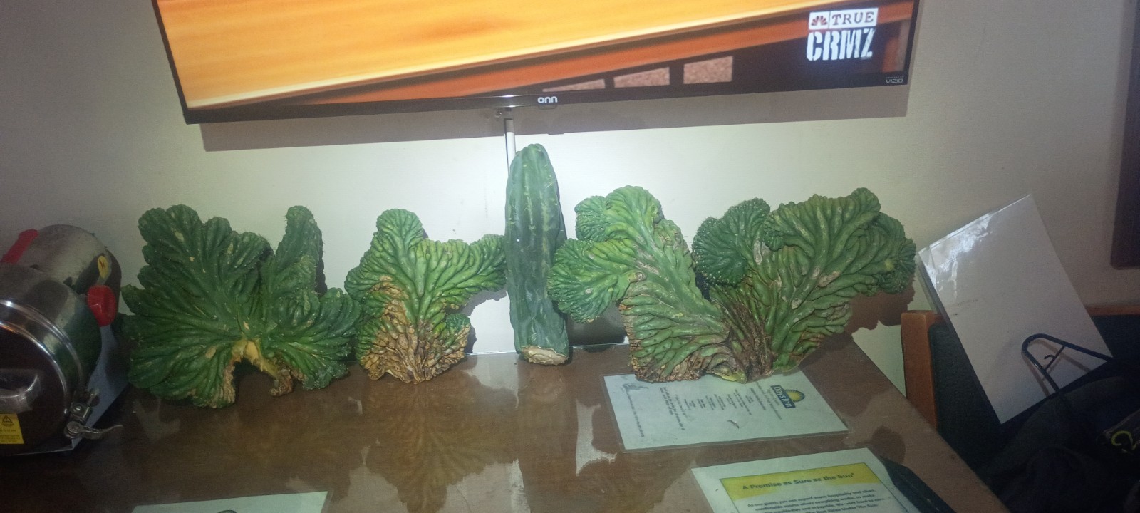 Green Crested Cactus Cuttings Lot – Clumping, Full Sun, 1 Pack