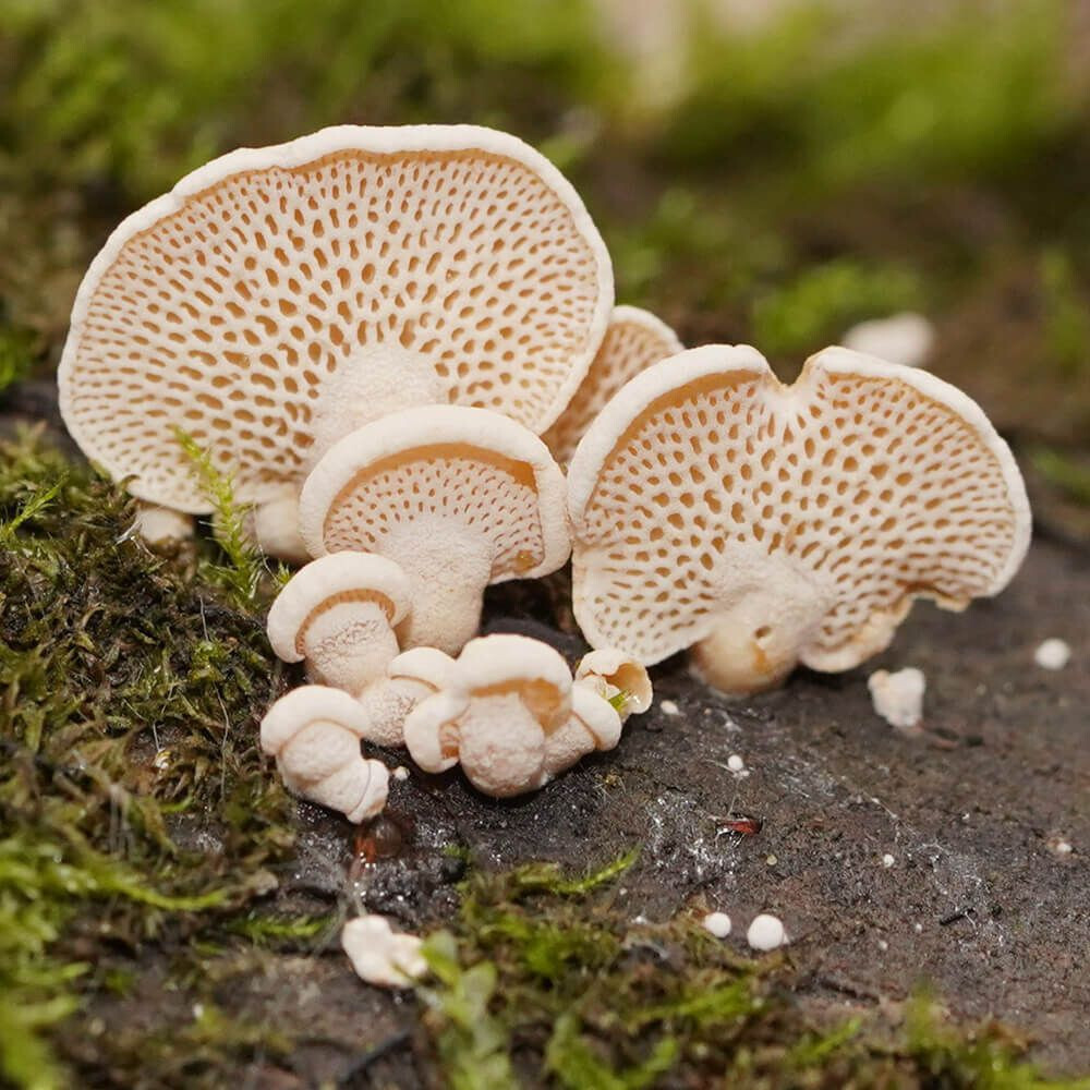 Light Filament (Panellus luxfilamentus) Liquid Culture