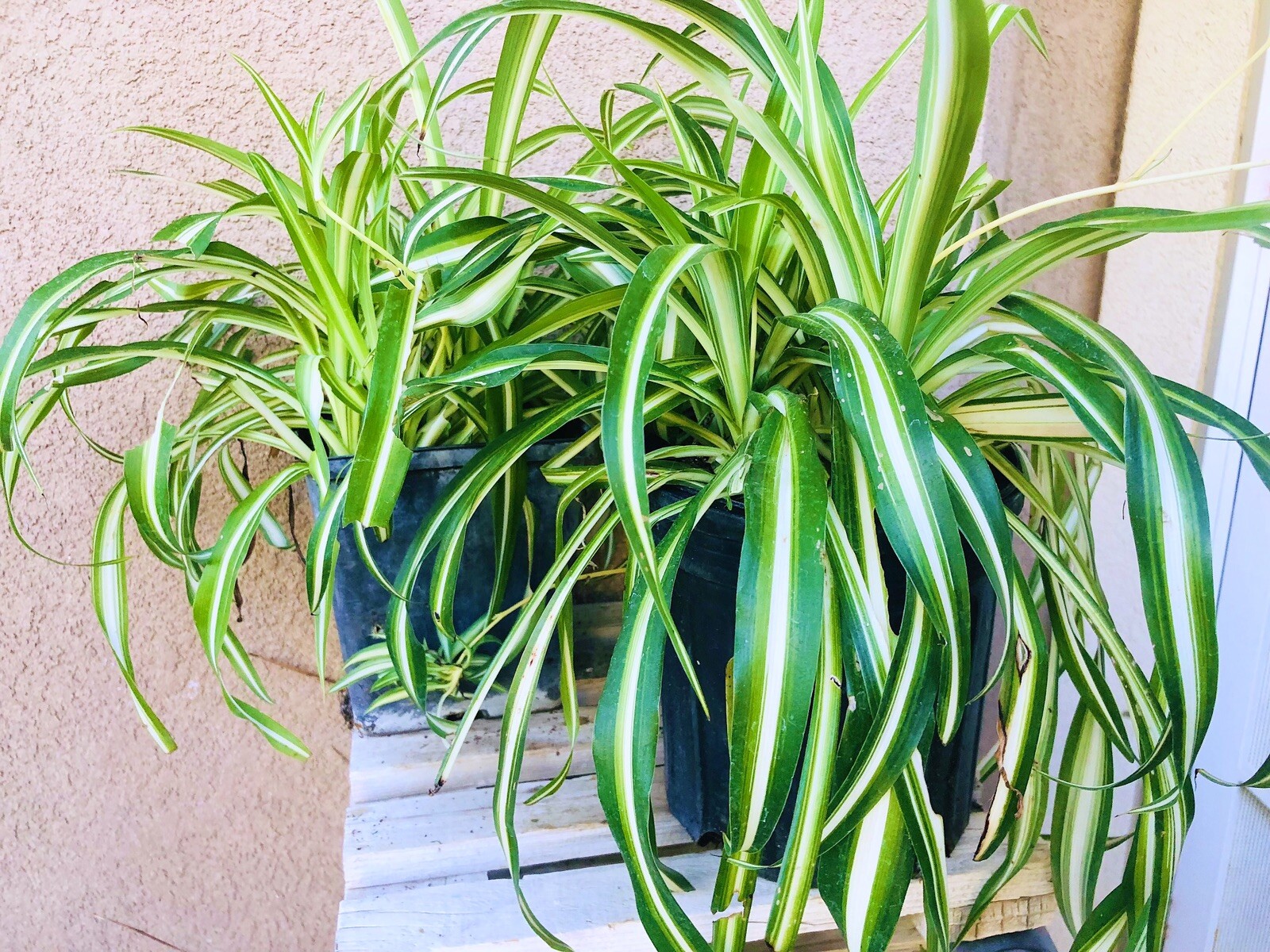 Spider Houseplant ‘Chlorophytum Comosum” live Plant various size