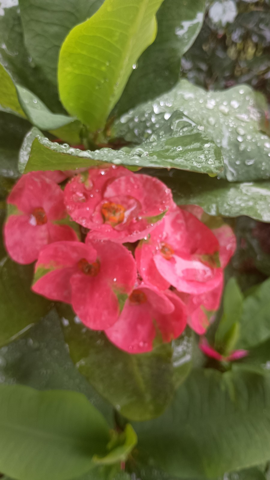 Large Keisha Flower Crown of Thorns Cutting (1 count/No Roots)
