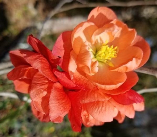 Chojuraku Orange Flowering Quince – Live Plant – ( 2.5 QT )