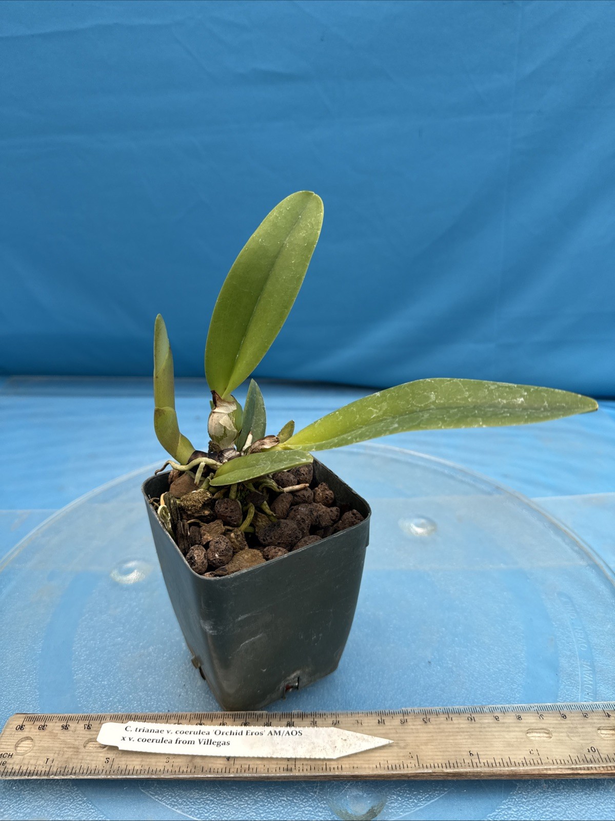 Cattleya trianae Coerulea ‘Orchid Eros’ AM/AOS X Coerulea Orchid Species 4” Pot