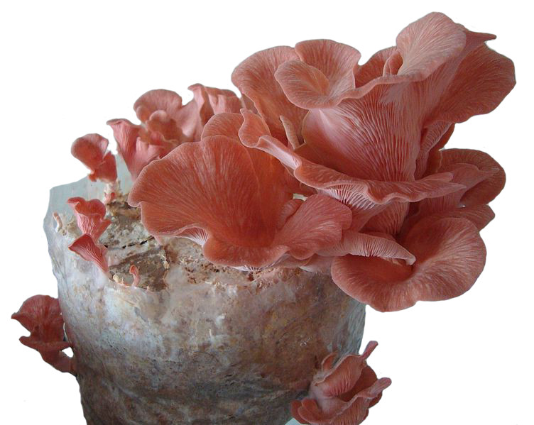 Pink Oyster (Pleurotus djamor) Liquid Culture