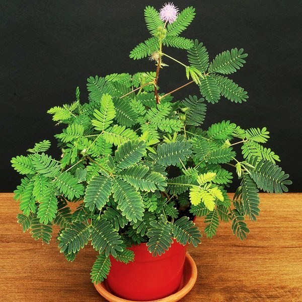 Sensitive plant, Mimosa pudica sleepy bush fern bonsai powder puff seed 20 seeds