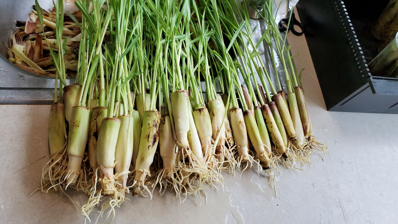 5 Lemongrass LIVE ROOTED STALKS READY TO PLANT, Mosquito Repellent, CITRONELLA
