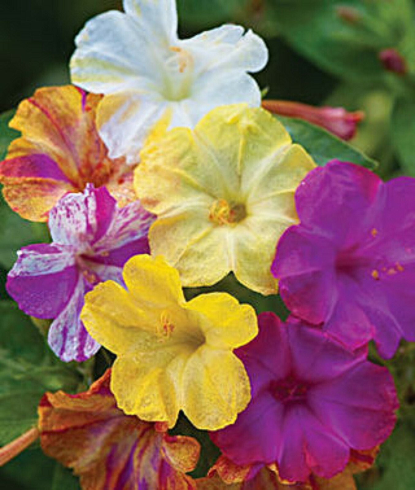 25 Mixed Four O’clock Flowers Seeds 4 O’clock Seeds Flower Perennial 157