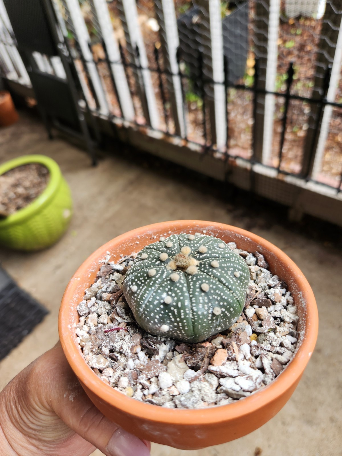 2 Astrophytum Asterias Sand Dollar Cacti