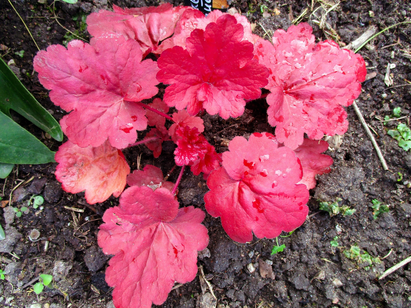 1200 MIXED COLORS CORAL BELLS HEUCHERA Shade Flower Seeds *Flat S/H
