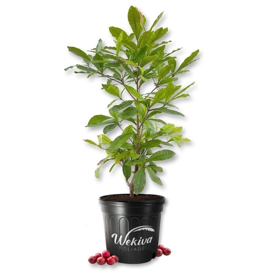Miracle Fruit Tree – Live Plant in a 3 Gallon Growers Pot