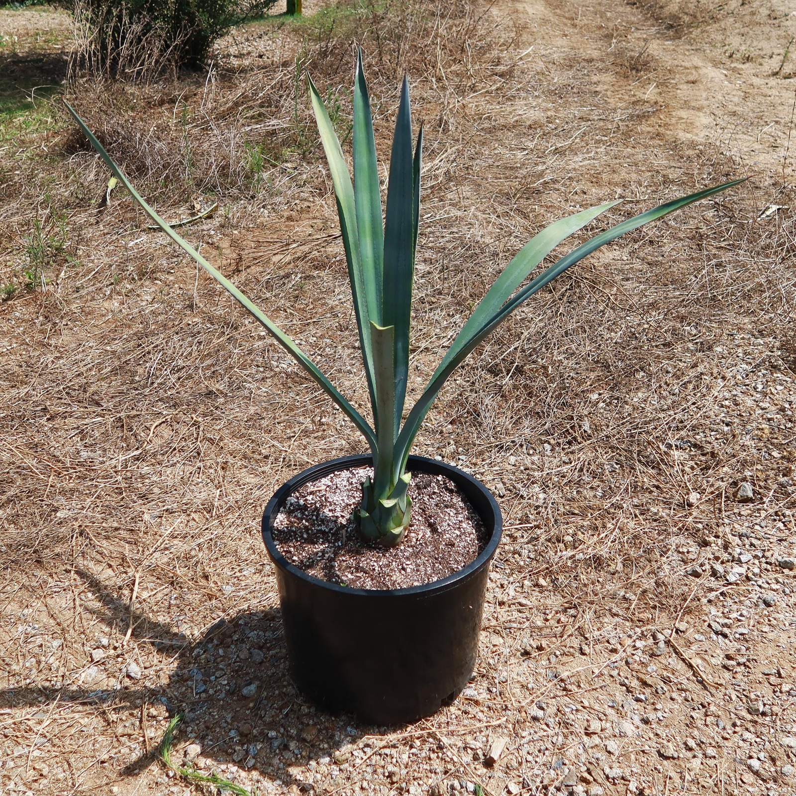Blue agave – Agave Tequilana ‘Tequila Plant’ cactus Cacti Succulent real live pl