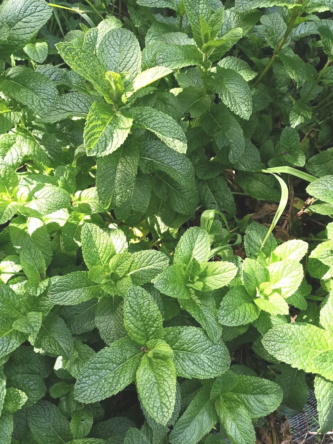 6 Spearmint Cuttings Fresh Cut Easy To Root. Smells Fabulous. Make Your Own Tea!