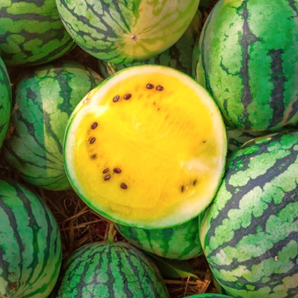 Yellow Petite Watermelon Seeds | Heirloom Mini Personal Dwarf Melon Seed 2024