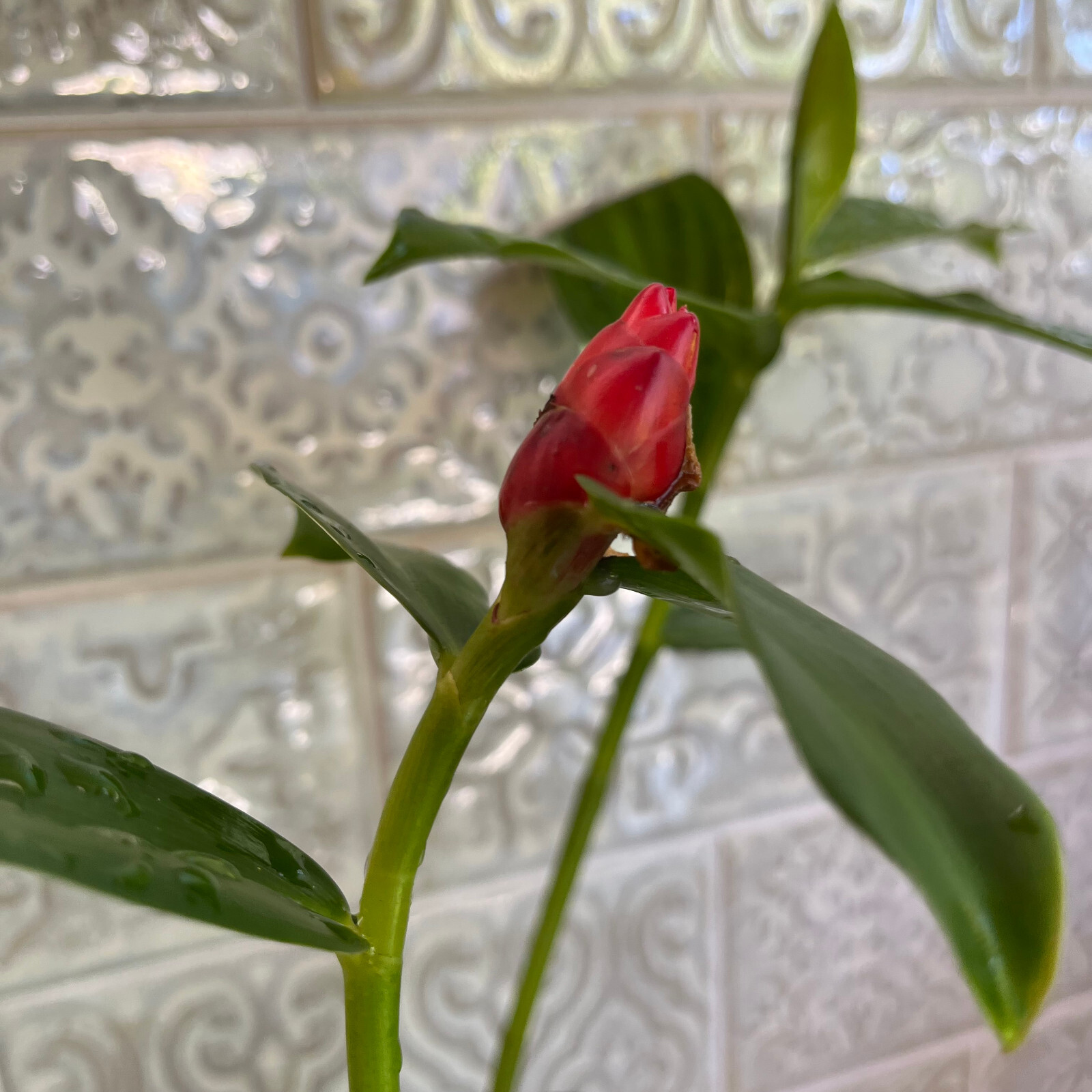 Red Button Ginger – FREE SHIPPING – Costus Woodsonii- 12″- 16″ Tall Plant