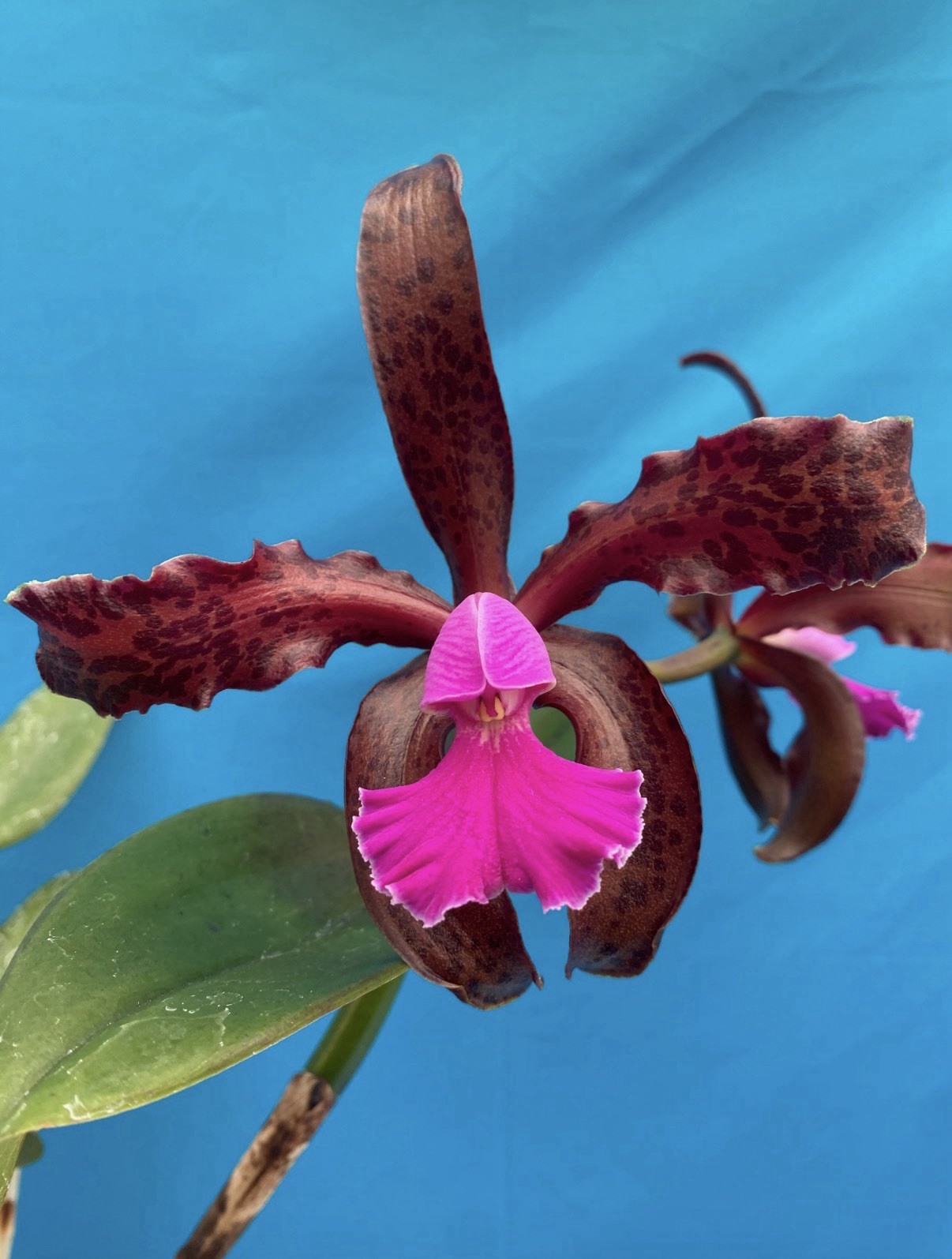 Cattleya Mareeba Tiger ‘Kylo Ren’ AM X ‘Darth Sidius’ AM Orchid Eros 9” Basket