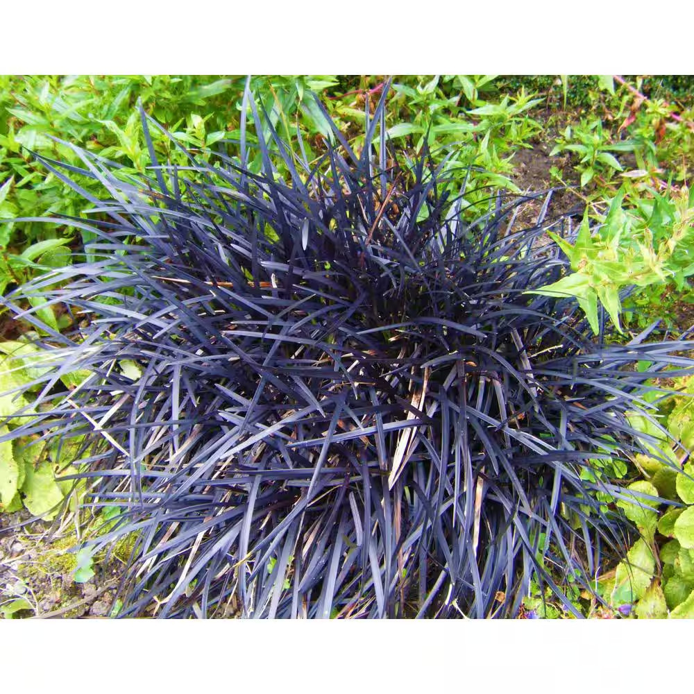 1 Gal. Black Mondo Grass – Striking Dark Color Contrasts Beautifully Against And