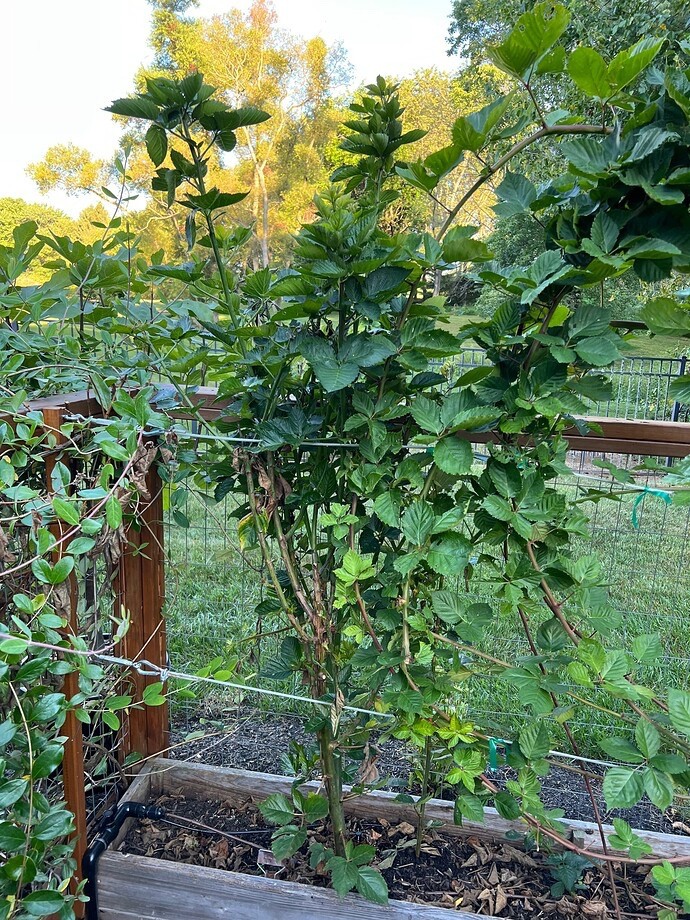 10 Ponca Blackberry – Thornless Rubus fruticosus – Starter Plugs